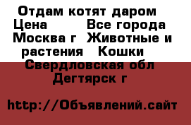 Отдам котят даром › Цена ­ 10 - Все города, Москва г. Животные и растения » Кошки   . Свердловская обл.,Дегтярск г.